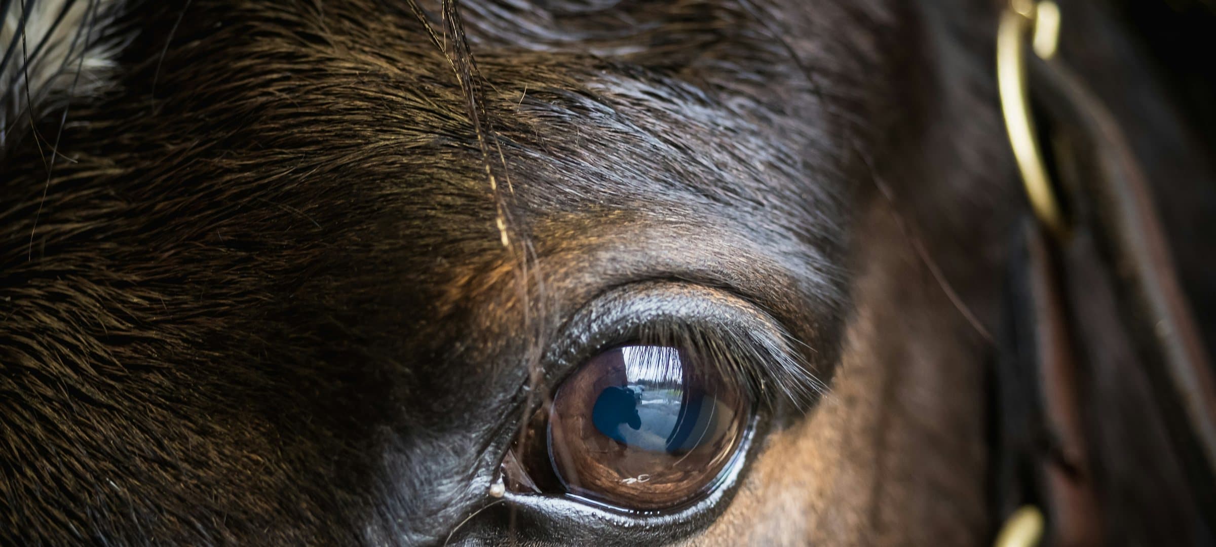 Extreme close-up of a horse's eye, with the light reflected in it